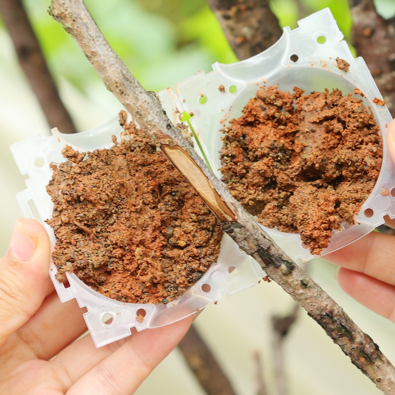 再利用可能な植物発根ボール接木ツール高圧植物根成長ボックス果 - Plant Parents のレビューと価格