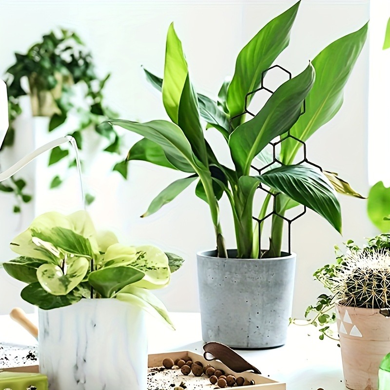 3 個の植物サポートフレーム クライミングラック 植物の形作 - Plant Parents のレビューと価格