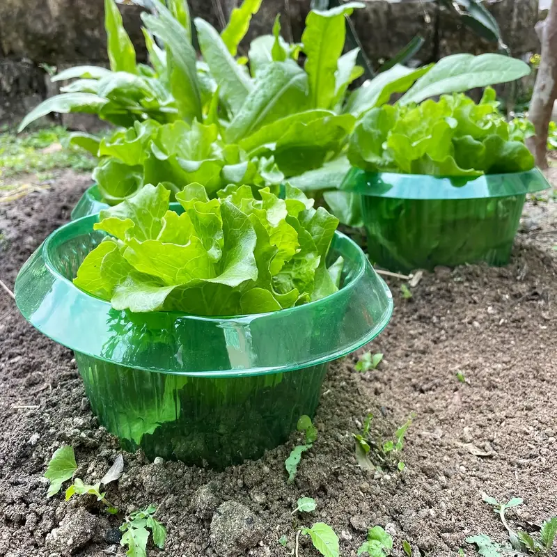 植物ナメクジ保護リング野菜カバー植物カタツムリ首輪ガードグリ - Plant Parents のレビューと価格